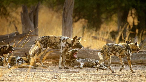 Wild Dogs: Running with the Pack