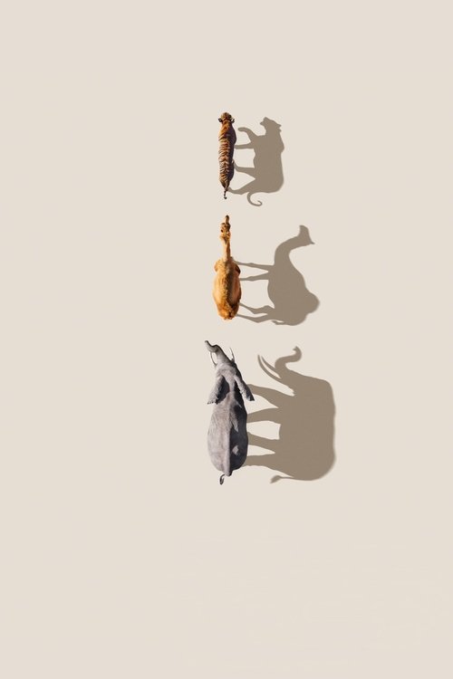 Mammals