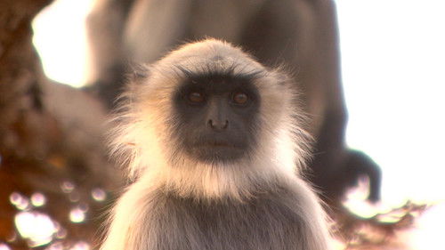 Thar Dessert Revisited