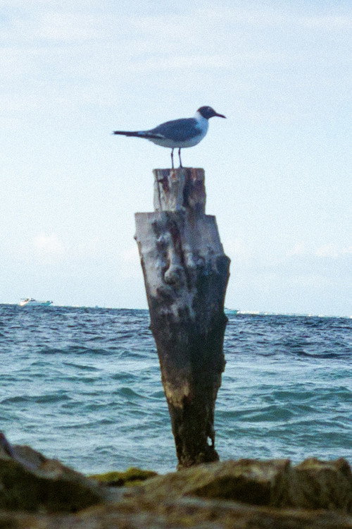 Estos días, Los más largos del tiempo