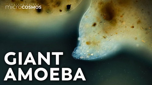 Pelomyxa: The Microbe That's Big Enough to Pet