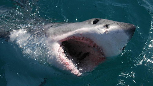 National Geographic sharkville Backdrop Blur