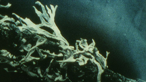 Discoveries on the Forest Floor 1-3