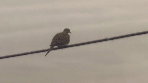 Bird on a Wire Backdrop Blur