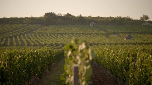Liquid Gold: In Quest of the Aszu of Tokaj image 2