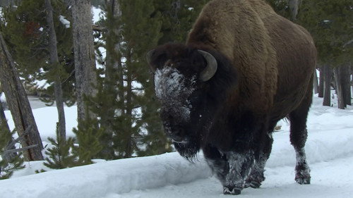 Yellowstone