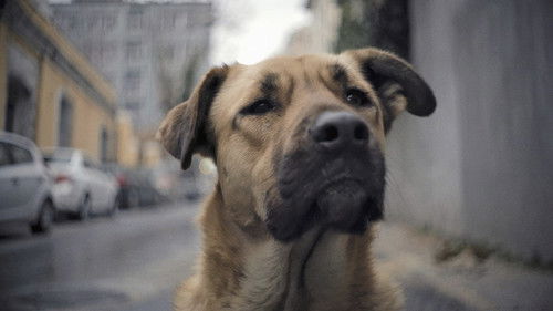 Stray Torrent BluRay (2020) Legendado