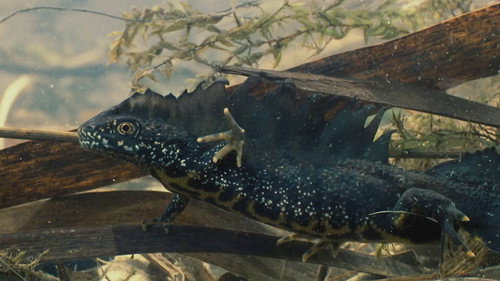 Deadly Freshwater