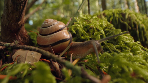 Éloge des animaux lents