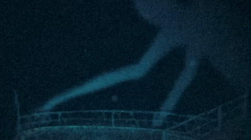 Mermaids still