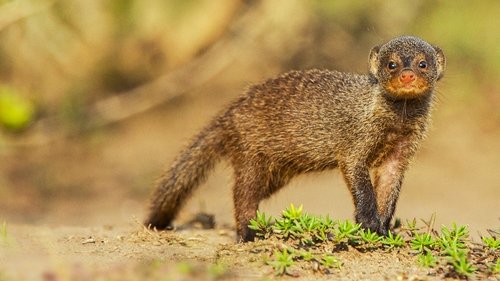 Secret Life of Predators