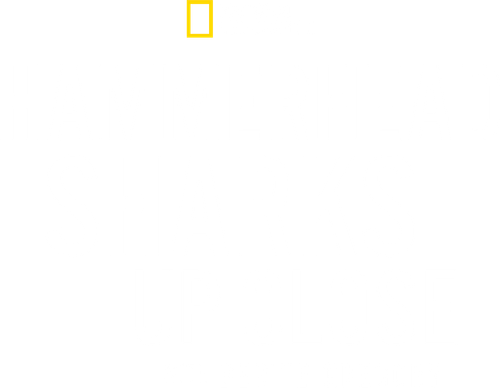 Hammerhead Sharks Up Close with Bertie Gregory
