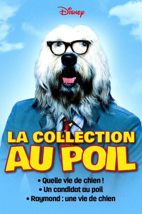 Une collection au poil - Saga