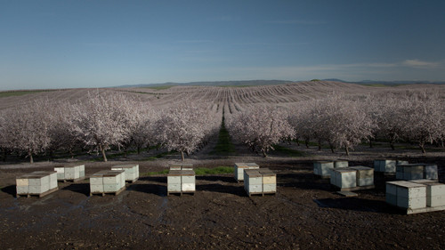 Segredos das Abelhas: 1×1