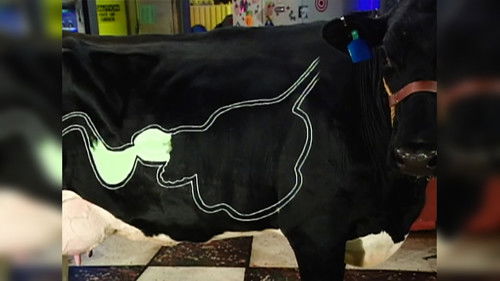 Momentum, Beakmania & Cows