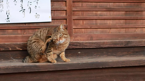 旅猫ロマン Bild 2