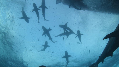 Tiger Shark Beach still