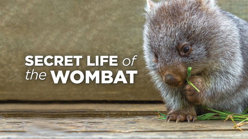 Escena 1 de La Vida Secreta de los Wombat
