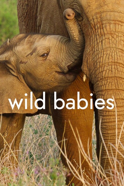 Wild Babies : Petits et Sauvages poster