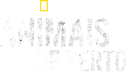 Animais de Perto com Bertie Gregory