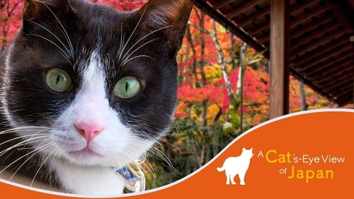 A Cat's-Eye View of Japan