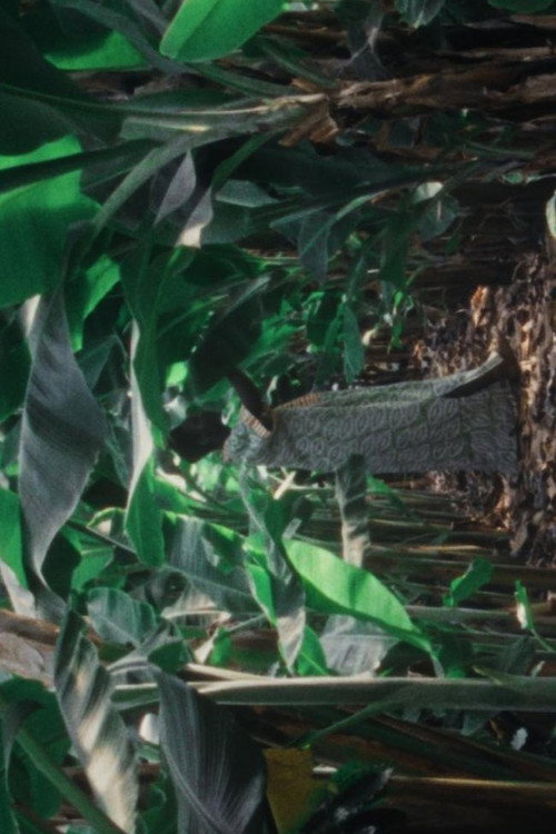 Cueilli sous le bananier