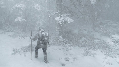 Whispers in the Woods