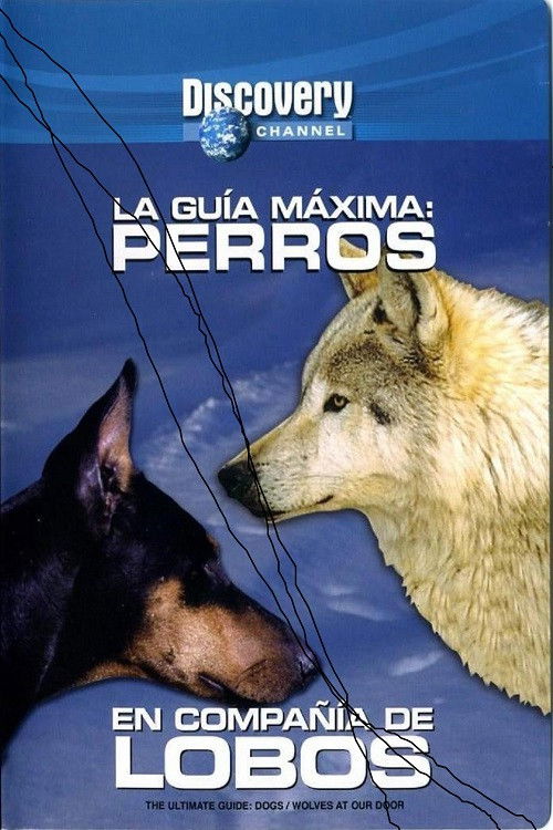 Discovery Channel - La Guia Maxima - Perros En Compañia De Lobos