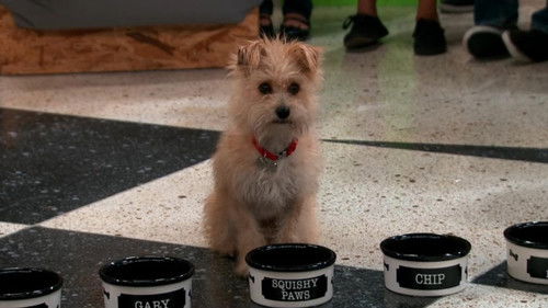 The Sad Tail of Gary-Chip-Tiny-Elvis-Squishy-Paws