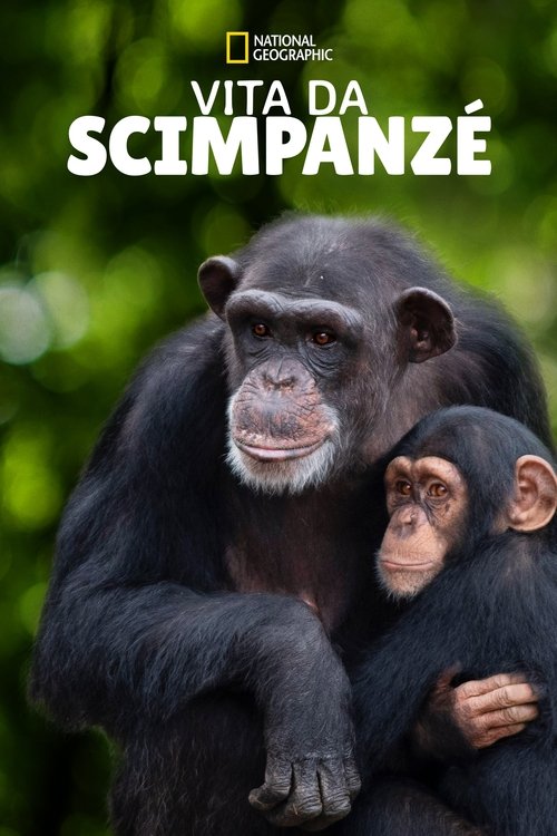 Meet the Chimps poster