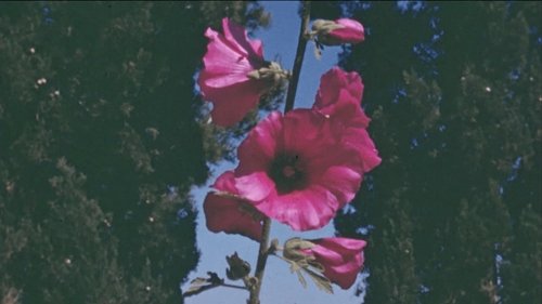 The Flowers Stand Silently, Witnessing image 2