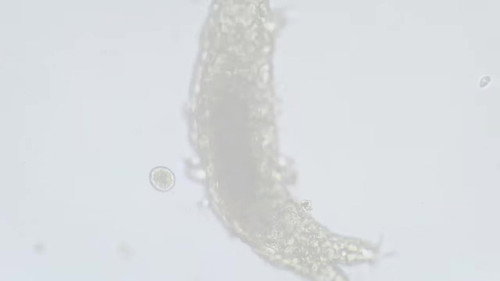 Tardigrades: Chubby, Misunderstood, & Not Immortal