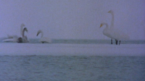 The Sounds of the Northern Forests