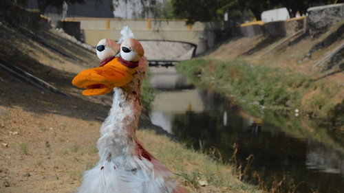 Animales del Río Backdrop Blur