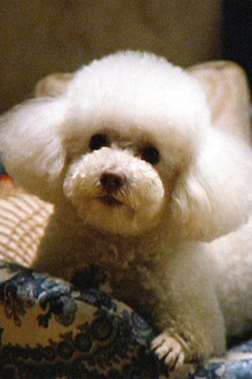 Rebecca Saxon ha trabajado con Darla en 1 ocasiones