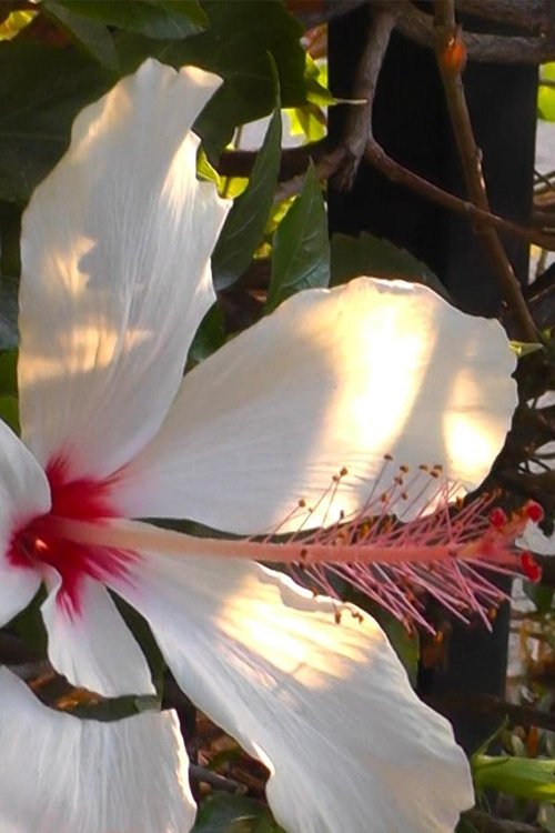 can't put it back poster