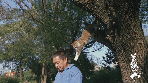 养猫的人 — Fundos 1