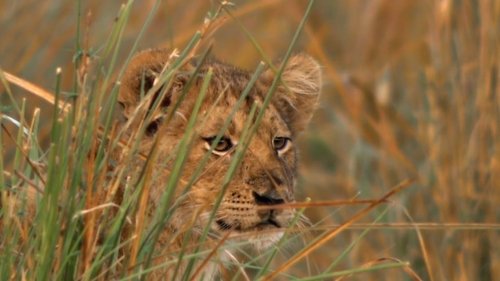 Swamp Lions image 4