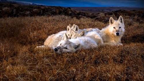 O Reino do Lobo-Branco