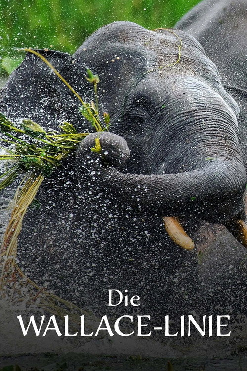 Die Wallace-Linie