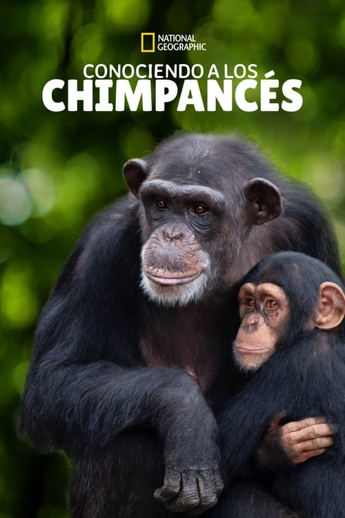 Santuario de chimpancés poster