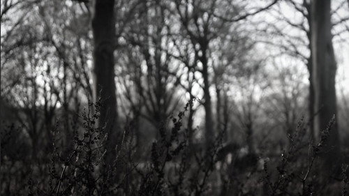 the forest of great mystery and emptiness