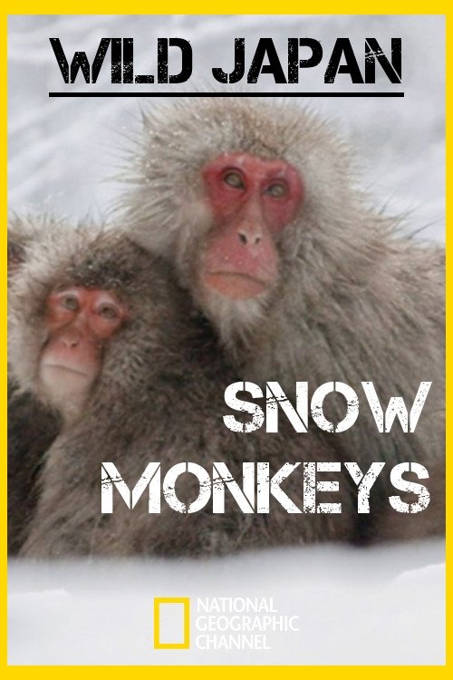 Wild Japan: Snow Monkeys 2014