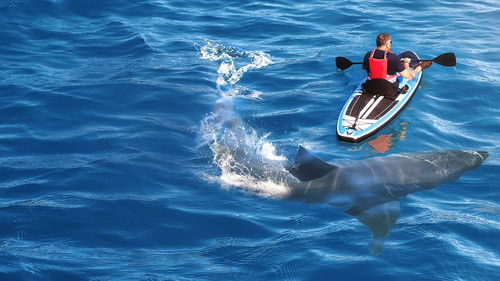 When Sharks Attack... and Why