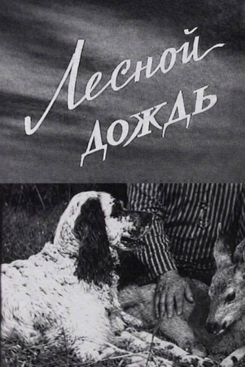 Лесной дождь