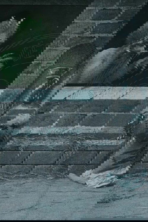 Pasha's Nightmare poster