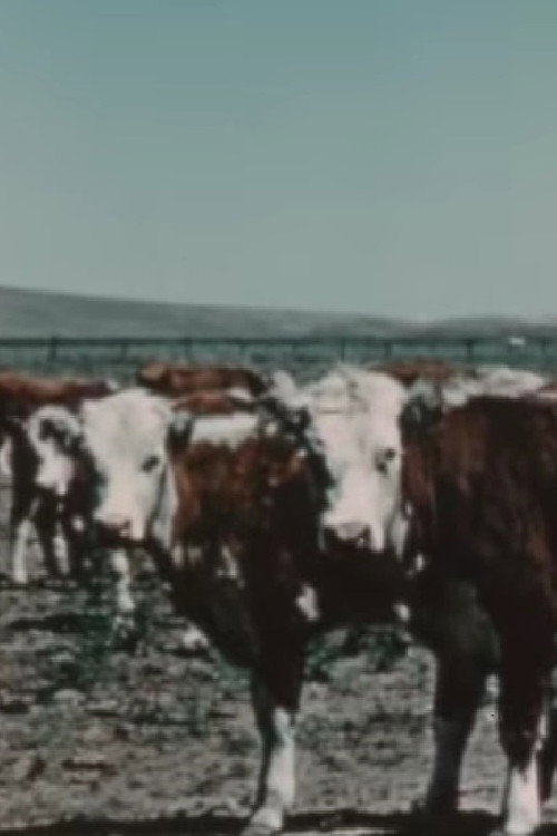 Poster for Herds West