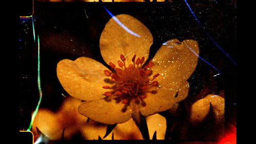 À fleur de cendres — Fundos 1