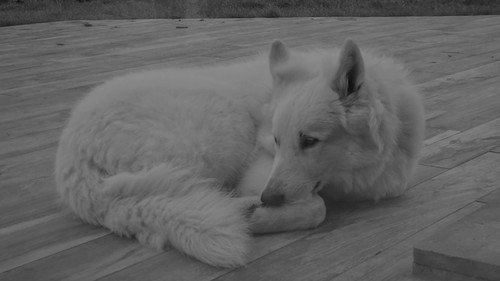 Un rêve à blanc Backdrop Blur