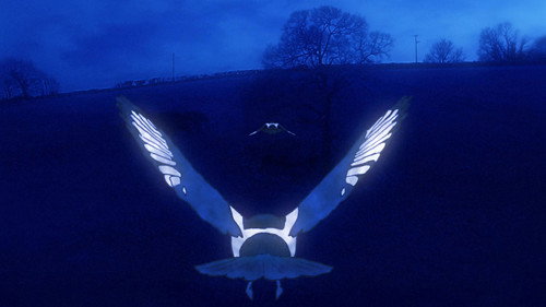 Memories of a Magpie Backdrop Blur